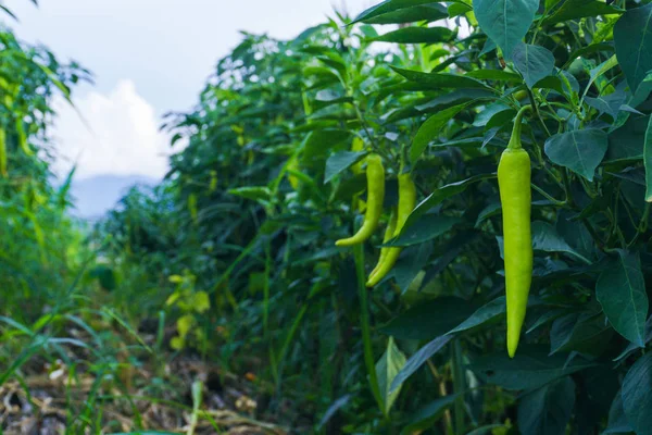 Paprika Boom Samen Geplant Als Een Tuin Van Chili Heeft Stockfoto
