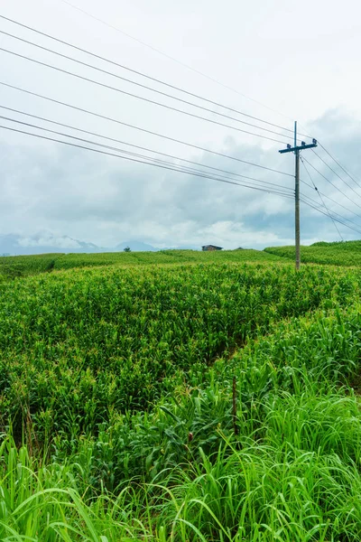 Electric Pole Field Green Corn Rainy Season — Stock Photo, Image