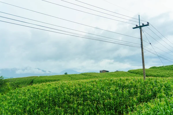 Electric pole in a field of green corn in a rainy season.
