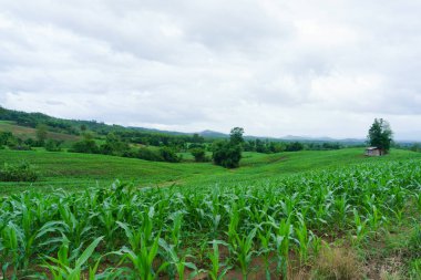 yağmur mevsimi yağışlı season.agriculture ve gruptaki Mısır Mısır.