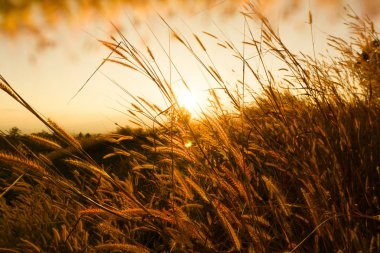 Desho çim Pennisetum pedicellatum günbatımı zaman. Güzel çimen çiçek. çiçek arka plan arka plan çimen çiçek ve turuncu ışık.