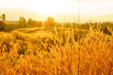 Desho çim Pennisetum pedicellatum günbatımı zaman. Güzel çimen çiçek. çiçek arka plan arka plan çimen çiçek ve turuncu ışık.