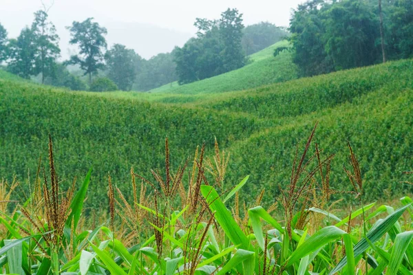 Fiore Mais Nella Stagione Delle Piogge Fiordaliso Sulla Montagna — Foto Stock