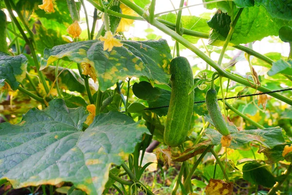 Ekologiska Grönsaker Närbild Grön Gurka Gården Ekologiska Grönsaker Närbild Grön Stockbild