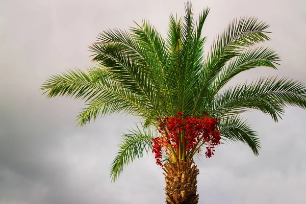 Parte superior de la palmera Coco en el cielo fondo — Foto de Stock