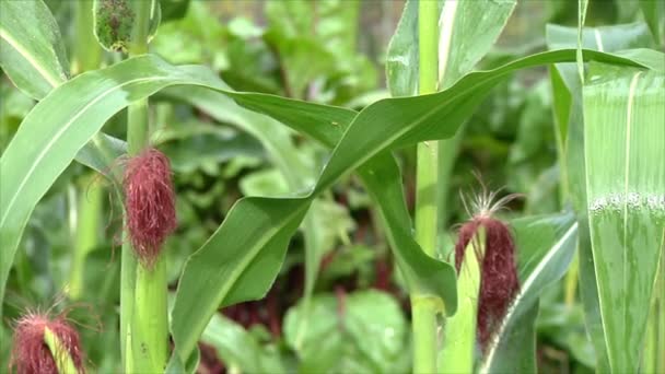 Milho Amadurece Jardim Plantas Chuva Vegetais Orgânicos Naturais Crescem Jardim — Vídeo de Stock