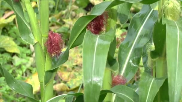 玉米在花园里成熟 在雨中植物 天然有机蔬菜生长在花园里 — 图库视频影像