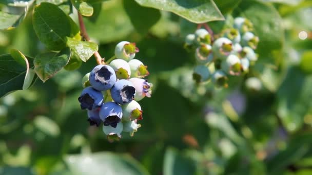 Blaubeeren Reifen Einem Strauch Reife Und Grüne Beeren Auf Einem — Stockvideo