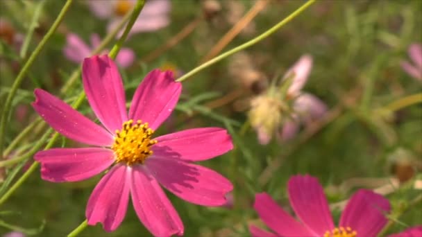 Φωτεινή Μοβ Cosmos Λουλούδια Στον Κήπο Του Ανέμου — Αρχείο Βίντεο
