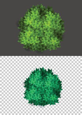 çalılar doğal vahşi yansıma