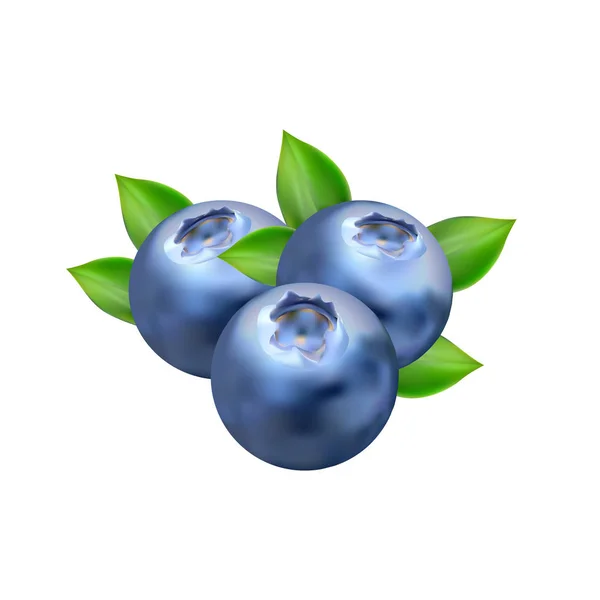 Reális Blueberry vektor elszigetelt fehér Background — Stock Vector
