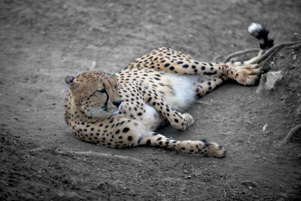 Cheetah Opiera Się Leśnym Szlaku — Zdjęcie stockowe