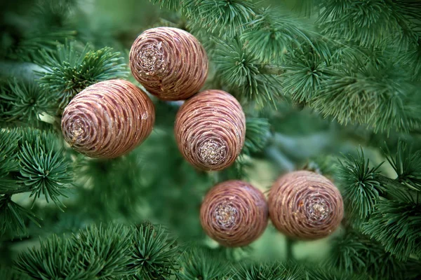 Yeşil iğne-Latin adı - Cedrus atlantica Atlas Sedir kozalakları 