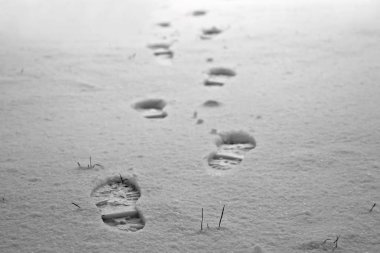 Kışın beyaz kar üzerinde insan ayak izleri. Siyah ve beyaz resim.