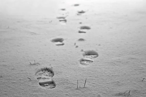 Human footprints on  white snow in winter. White and black picture.