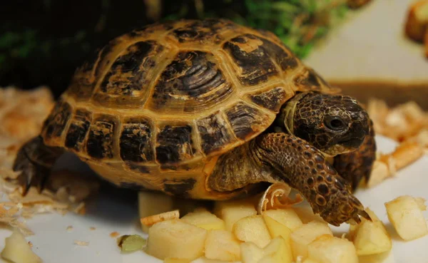 Turtle mănâncă Apple — Fotografie, imagine de stoc