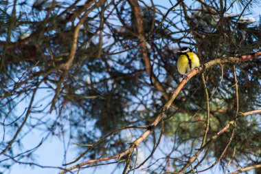 Büyük baştankara (parus büyük)