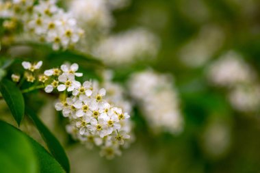 Çiçek açmış kiraz ağacı.