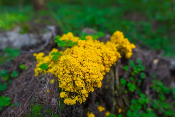 Fuligo septica growing on a stump a forest — Stock Photo, Image