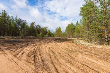 Tayga ormanındaki yol. Sonbahar güneşli bir gün. Yerde lastik izleri var.