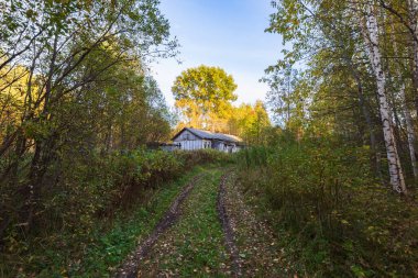Kırsalda terk edilmiş bir eve giden sonbahar yolu. Kavak, akşam güneşiyle aydınlanır.