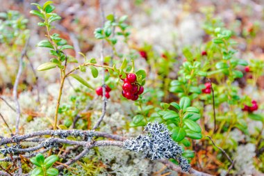 Ormandaki bir dalda böğürtlen.
