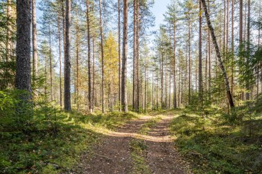 Ormandaki yol, Rusya 'nın kuzeyinde. Birçok çam ağacı