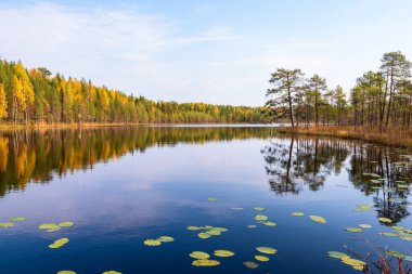 Kuzey Rusya 'daki Arkhangelsk bölgesinde küçük bir sonbahar gölü.