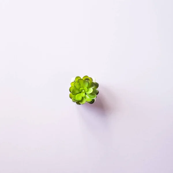 Een Kleine Succulente Installatie Staat Een Paarse Achtergrond Minimalisme Bovenaanzicht — Stockfoto