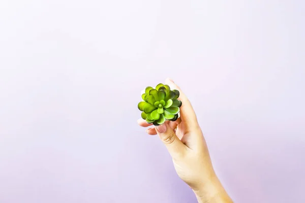 A female hand holds out a small succulent plant on a violet background. Minimalism. Top view, flat lay