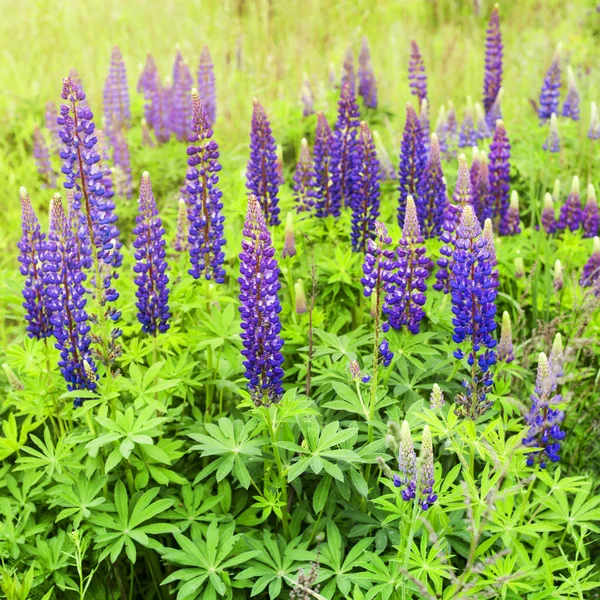 Azul Selvagem Belas Flores Tremoço Crescem Campo Entre Grama Verde — Fotografia de Stock