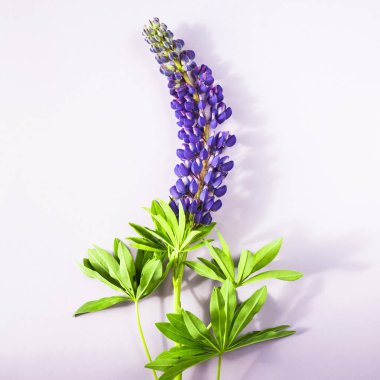 Mor bir arka planda mavi bahar lupines. Üstten görünüm, düz yatıyordu