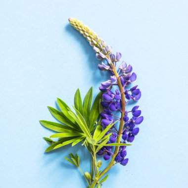 Mavi bir arka planda mavi bahar lupines. Üstten görünüm, düz yatıyordu