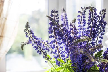 Bir buket bahar mavi lupines pencerenin yanındaki iç. Doğal dekorasyon. Arka plan