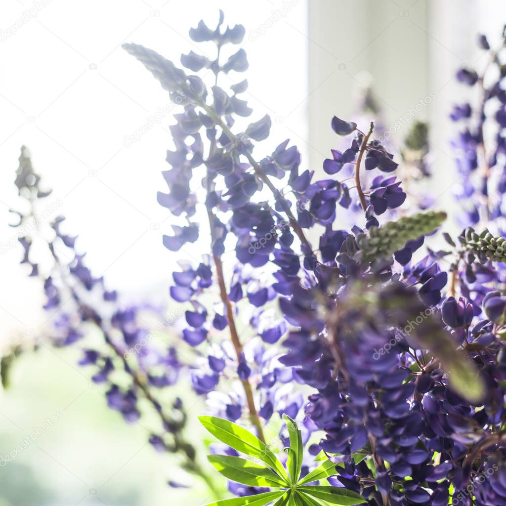 A bouquet of spring blue lupines in the interior next to the window. Natural decoration. Background