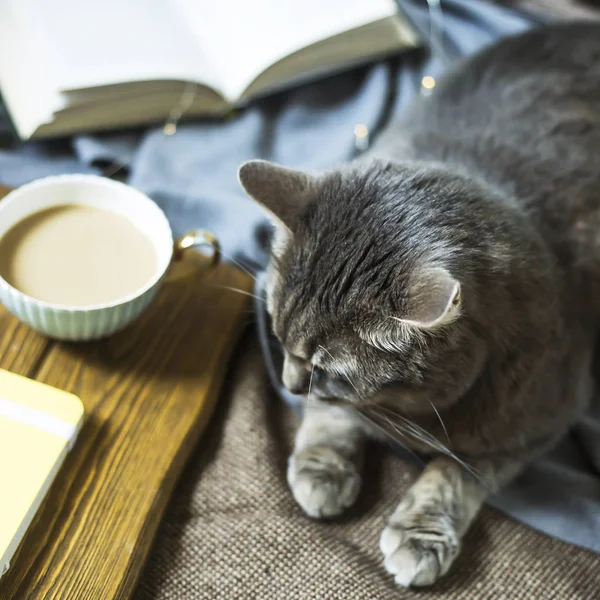 커피와 고양이 겨울에 집에서 휴식을 아늑한 분위기 — 스톡 사진