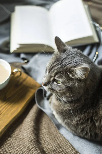 커피와 고양이 겨울에 집에서 휴식을 아늑한 분위기 — 스톡 사진