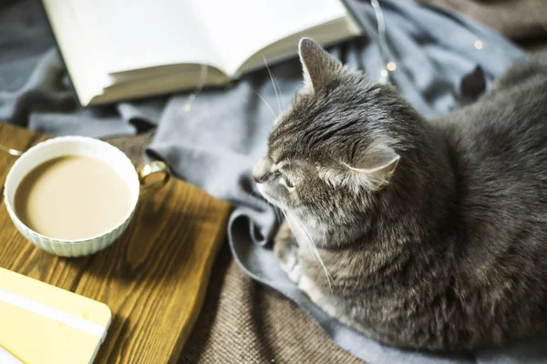 커피와 고양이 겨울에 집에서 휴식을 아늑한 분위기 — 스톡 사진