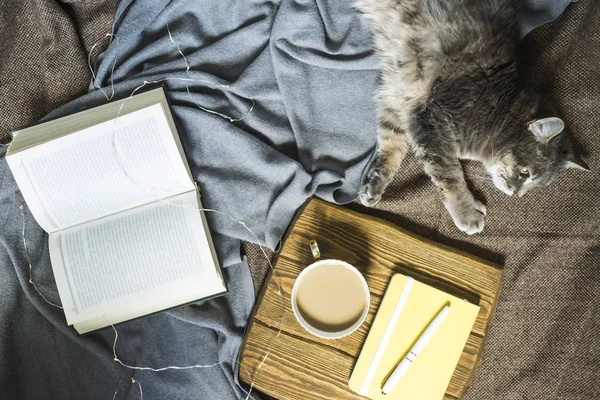 一杯のコーヒーと本の隣に毛布の上灰色ふわふわペットの猫 秋や冬に家でリラックスできる居心地の良い雰囲気 平面図 平面レイアウト — ストック写真