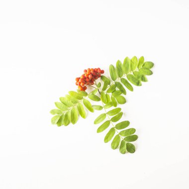 Çilek dağ kül ve beyaz zemin üzerine yeşil yaprakları ile ince dal. Sonbahar kavramı. Üstten görünüm, düz yatıyordu