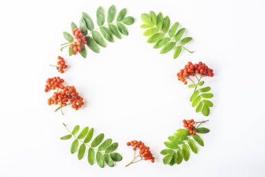 Beyaz zemin üzerinde bir daire şeklinde dizilmiş yeşil yaprakları ile üvez meyveleri. Sonbahar kavramı. Üstten görünüm, düz lay, kopya alanı üstten görünüm, düz lay, kopya alanı