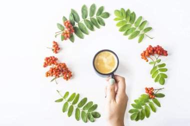 Beyaz bir arka plan üzerinde orta kahve ile bir daire şeklinde dizilmiş yeşil yaprakları ile üvez meyveleri. Sonbahar kavramı. Görünümü, düz yatıyordu top, alan en iyi görünüm, düz yatıyordu Kopyala