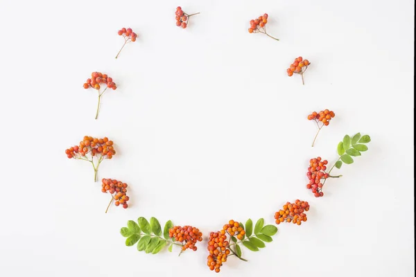 Rowan berries with green leaves lined in a circle shape on a white background. Autumn concept. Top view, flat lay, copy space