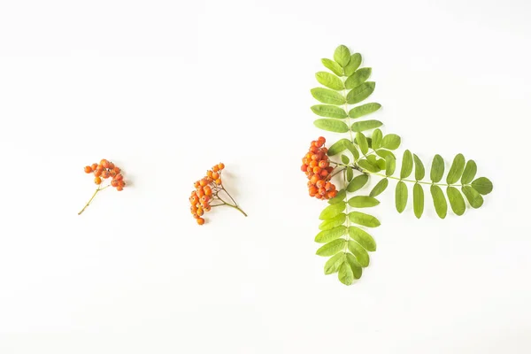 Berries of mountain ash with green leaves lined in a line on a white background. Autumn concept. Top view, flat lay