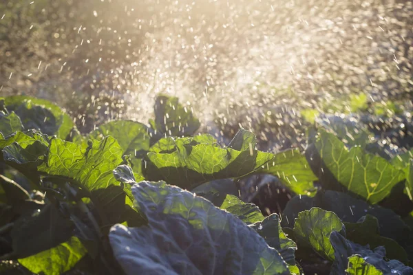 Λάχανο Αυξάνεται Στον Κήπο Και Ποτισμένες Μια Πηγή Νερού Πολλές — Φωτογραφία Αρχείου