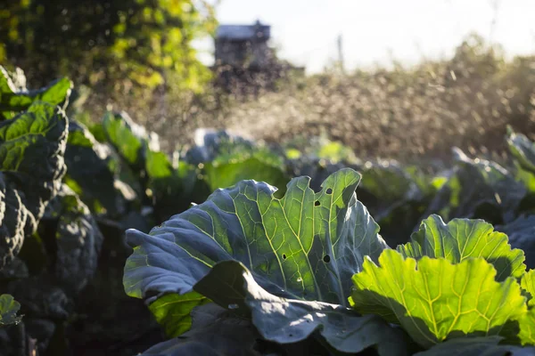 Kohl Wächst Garten Und Wird Mit Einem Wasserbrunnen Gegossen Viele — Stockfoto