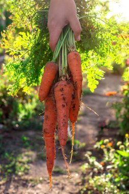 Bir avuç taze turuncu havuç ile bir el toprakta. Çiftlik Bahçe organik çiğ sebze