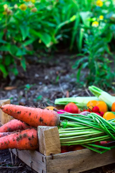 一个新鲜的橙色胡萝卜与土壤位于一个木箱里 有机生蔬菜 — 图库照片