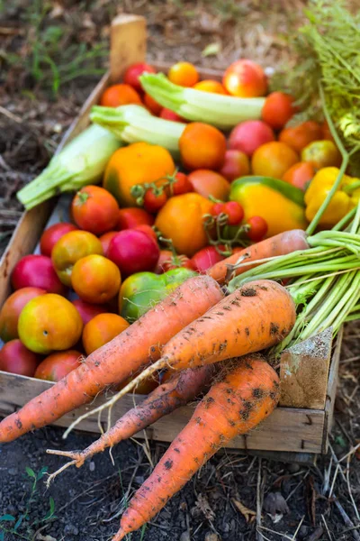 家庭花园里的有机蔬菜 胡萝卜 西红柿 西葫芦和茄子 在青菜间的木箱里 生鲜健康食品的概念 顶部视图 — 图库照片