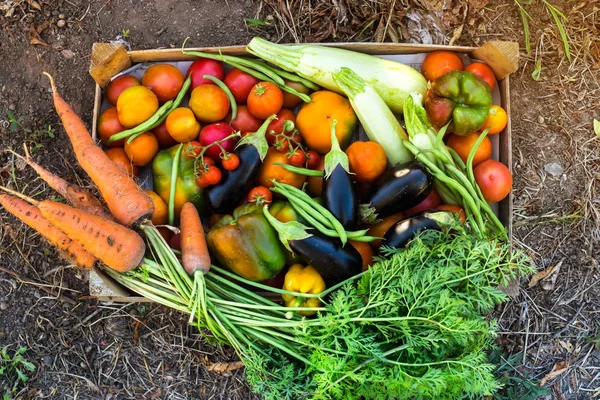 Organic vegetables from the home garden - carrots, tomatoes, peppers, zucchini and eggplant in a wooden box among the greens. Raw healthy food concept. Top view